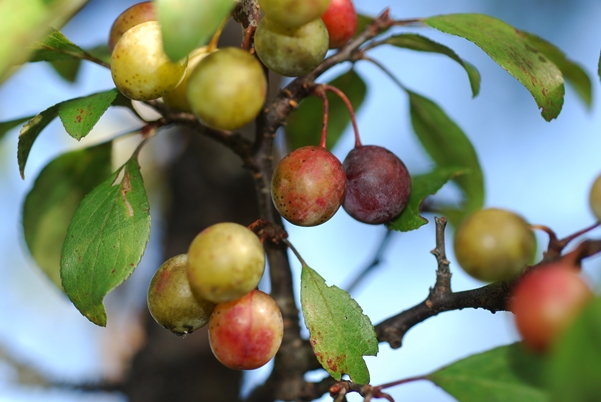 {Prunus umbellata}